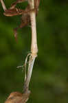 Cypress panicgrass